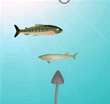 Shooting Fish